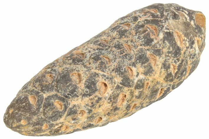 Fossil Seed Cone (Or Aggregate Fruit) - Morocco #209766